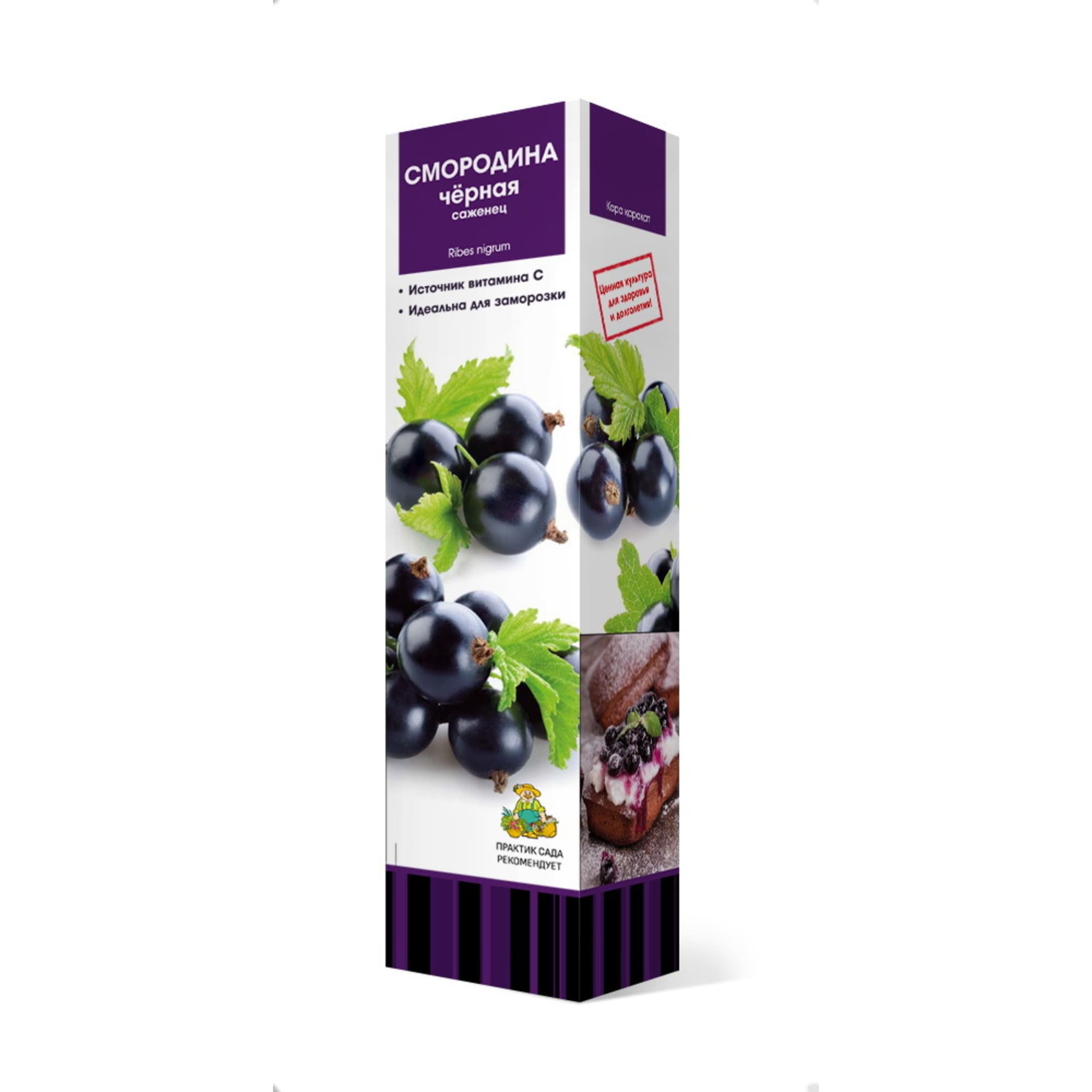 83791420 Смородина чёрная Созвездие h37 см Santreyd 