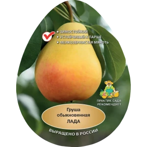 Груша обыкновенная Лада h200 см Поиск Инвест 84399305 STLM-2209953