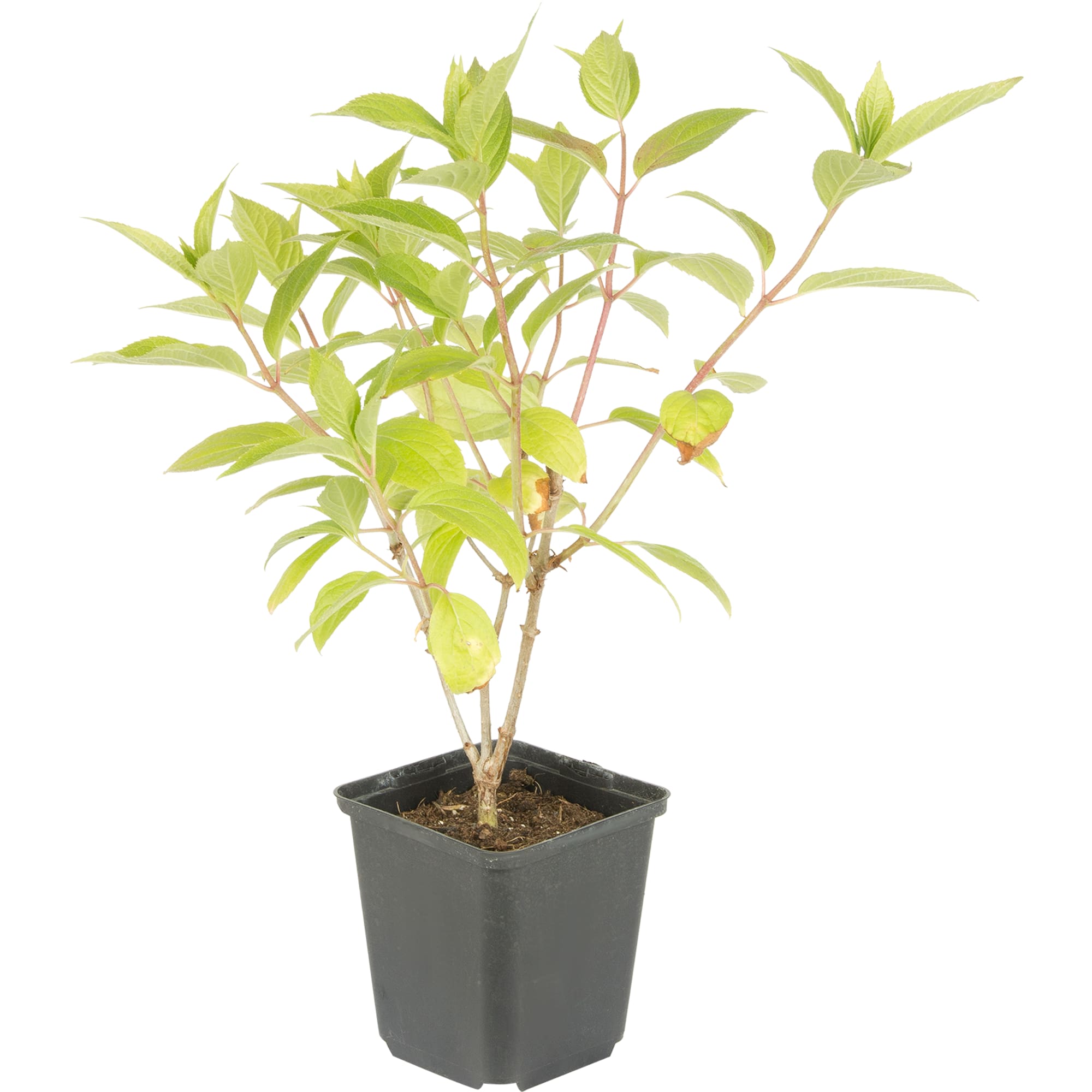 15711366 Гортензия метельчатая Фантом P9 Santreyd  - Вид №1