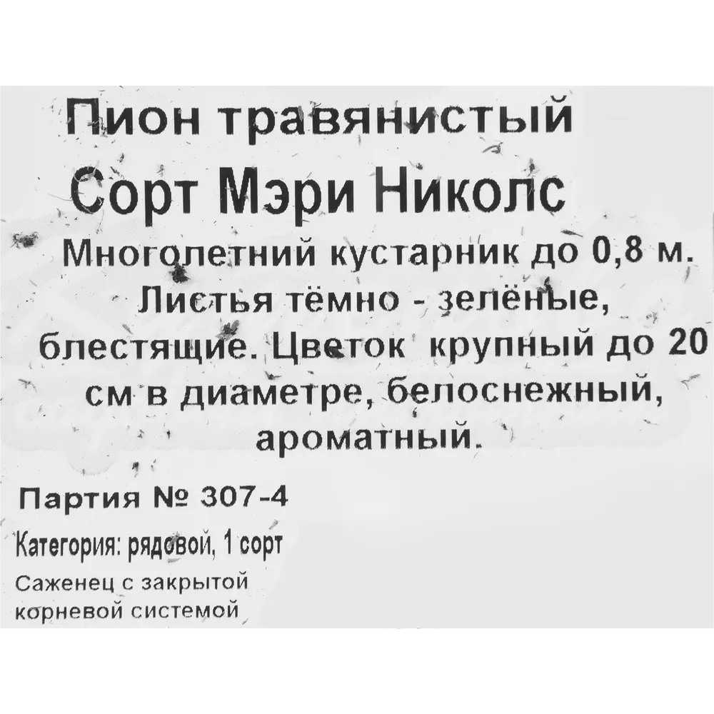 Пион травянистый С2 «Белоцветущий» 81954828 STLM-2134932 Santreyd  - Вид №1
