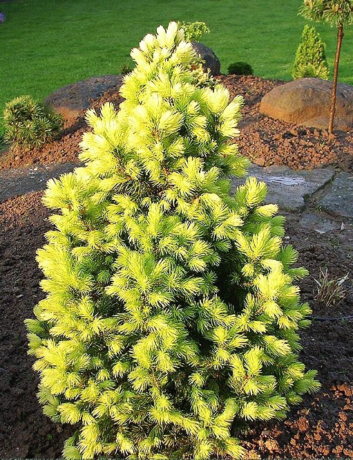 Ель канадская Дэйзис Уайт Santreyd - хвойное украшение сада 87718638 STLM-0075321