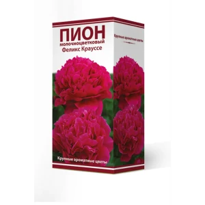 Пион молочноцветковый «Феликс Крауссе», высота 50 см, 1 шт. 82000239 STLM-2083309