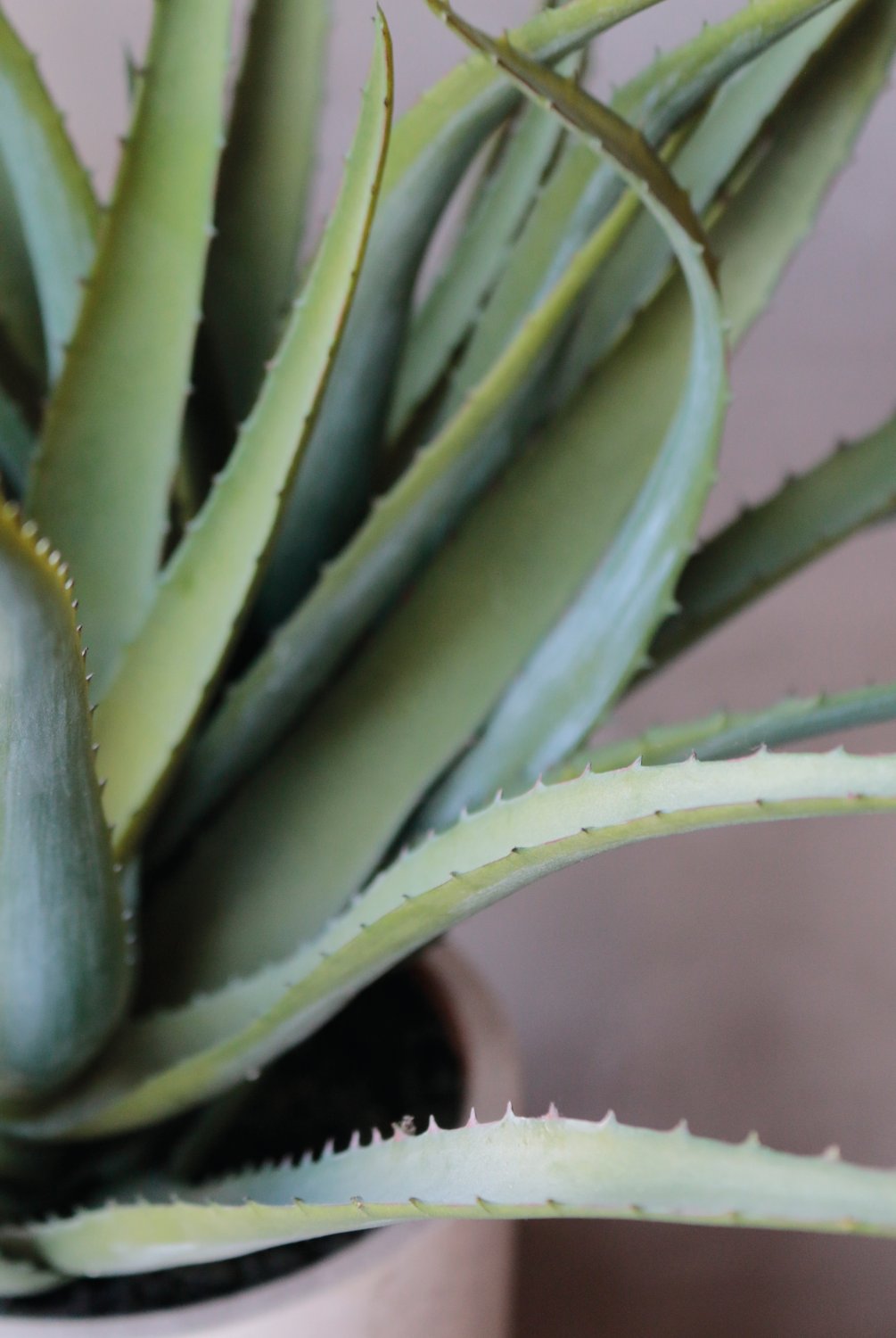 6152 883 a3 Искусственное алоэ, горшечное, 53 см, зеленое H-andreas  - Вид №9