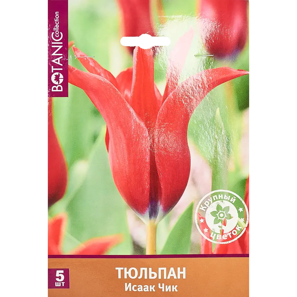 Тюльпан «Исаак Чик» размер луковицы 11/12, 5 шт. 82666006 STLM-2156814 BOTANIC COLLECTION 
