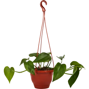 Эпипремнум Santreyd - живая зелень для интерьера 85535976