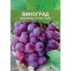 85670467 Виноград Кишмиш лучистый ø15 h50 см