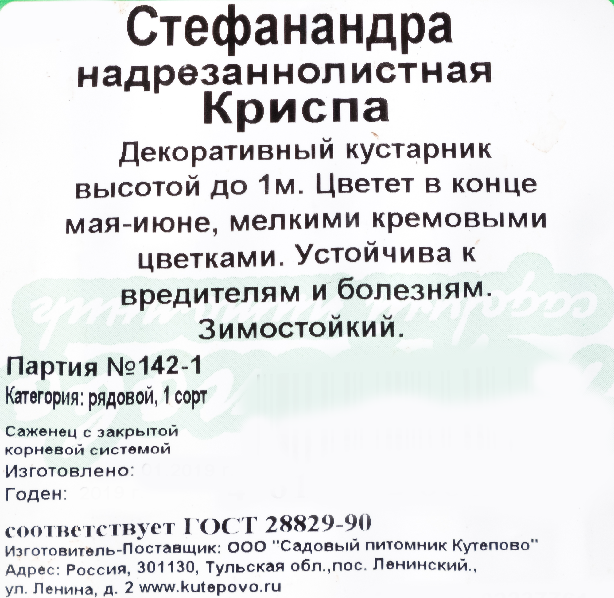 Стефанандра Криспа Santreyd - декоративный кустарник с ажурной листвой 82237761 STLM-0022573 - Вид №1