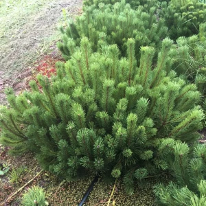 Сосна горная Мугус h50 см - хвойный многолетник для сада 89363832
