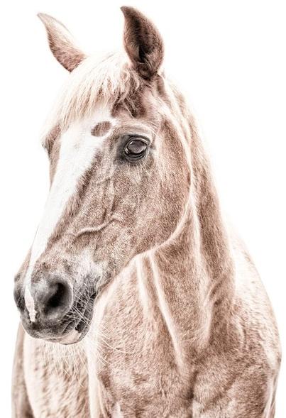 Groovy Magnets Обои с магнитным рисунком Animal sun-id-1405081 - Вид №1