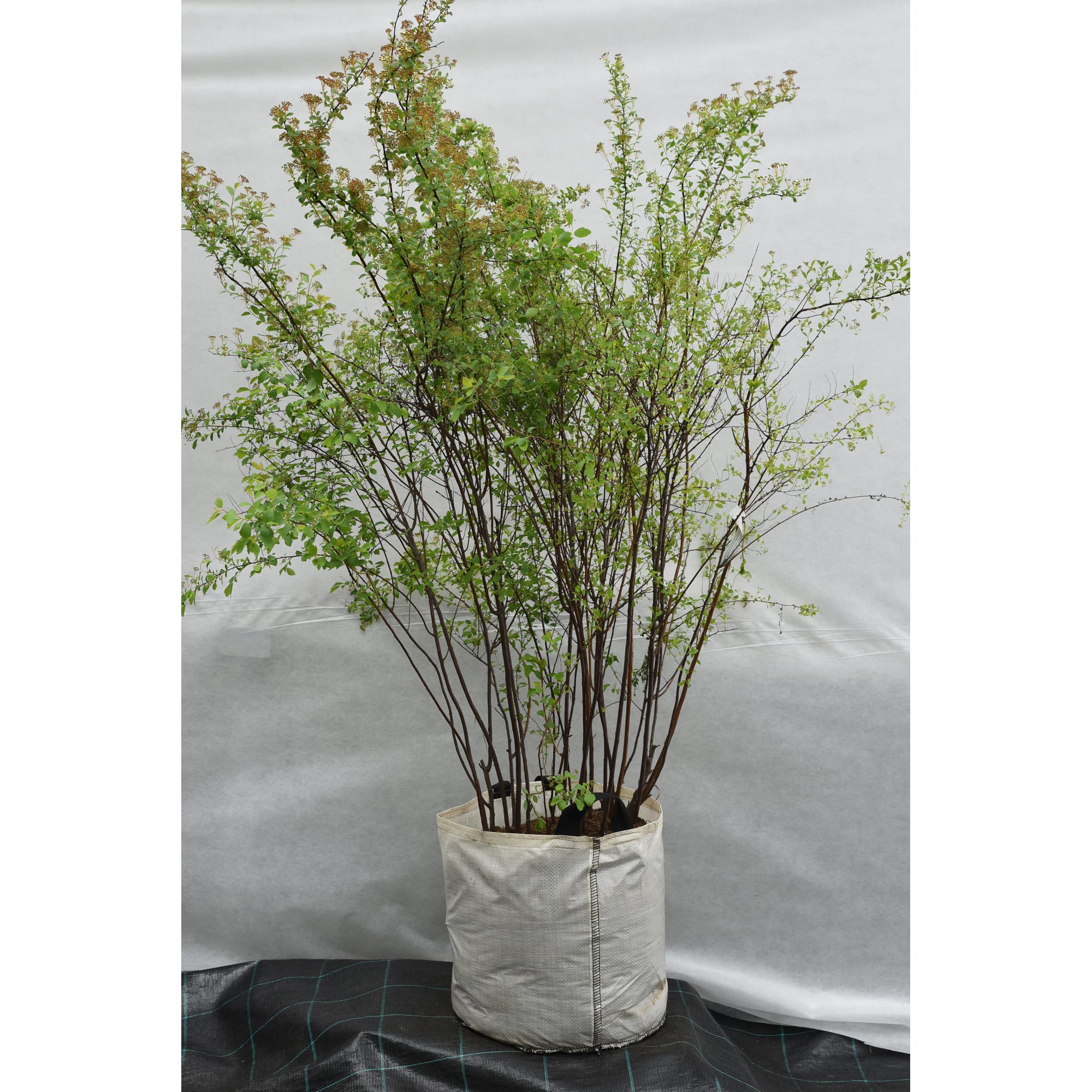 82676655 Спирея Ван-гутта 50x100-125 см Santreyd 