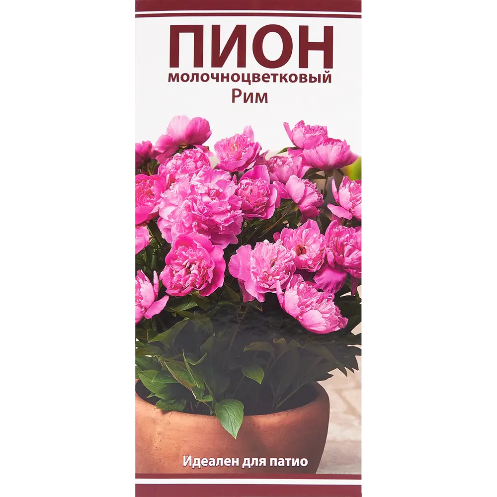 Пион молочноцветковый «Рим», размер луковицы I 82319609 STLM-2063347 Santreyd 