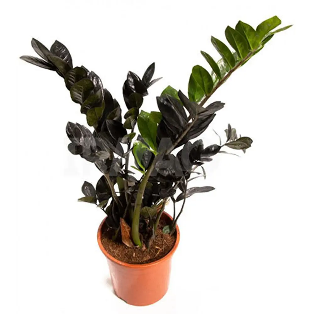 Замиокулькас черный Santreyd ø12 h35 см - экзотическое комнатное растение 89396249 STLM-1374831