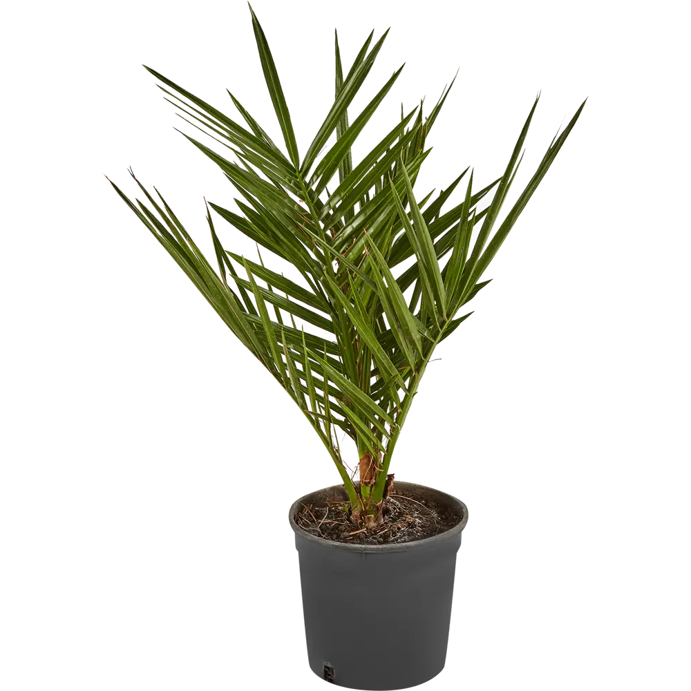 Финик Канарский от Santreyd — элегантная пальма для вашего интерьера 87620881 STLM-0074565 - Вид №1