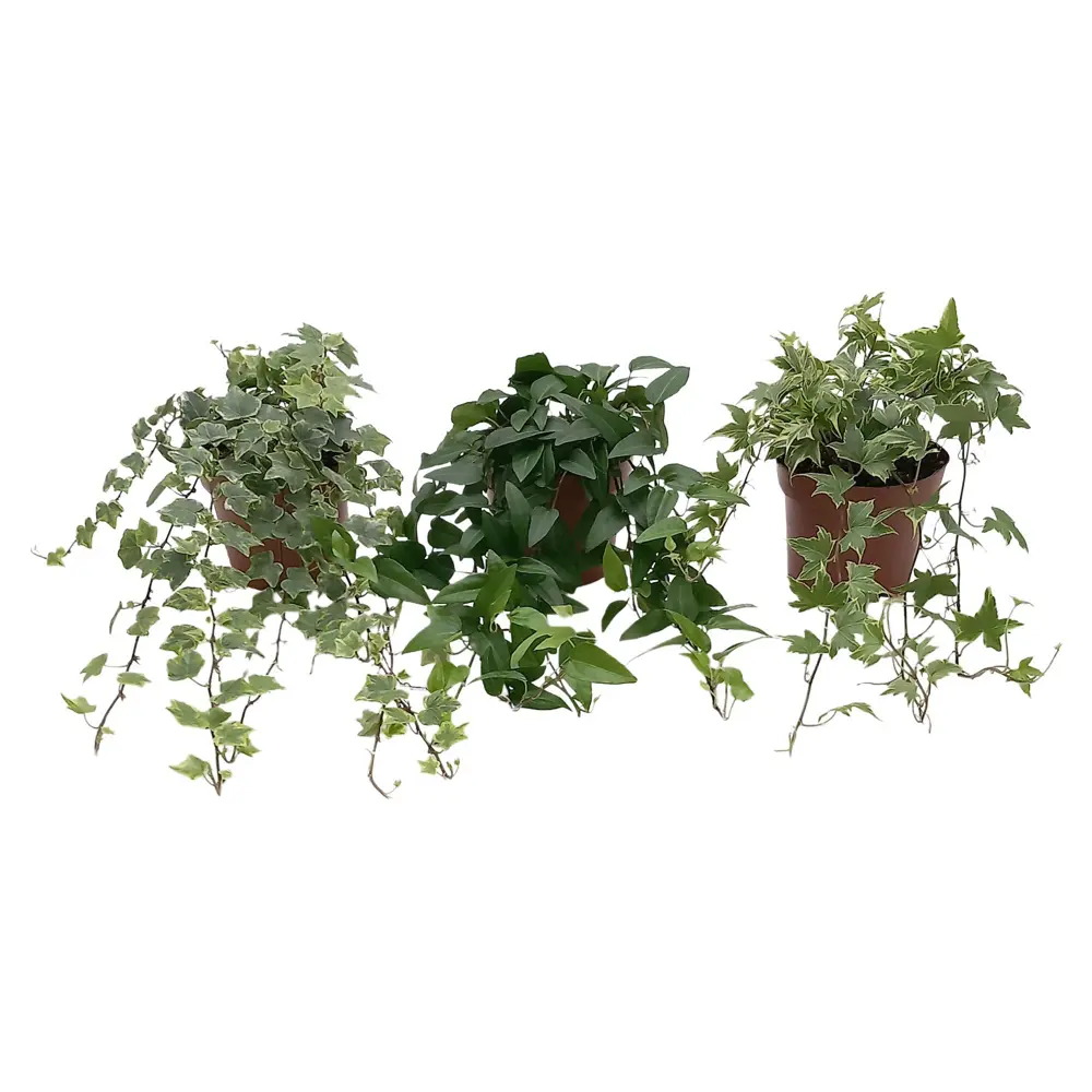 Хедера Хеликс микс - комнатное декоративное растение в горшке ø13 см 89434607 Santreyd STLM-1584764