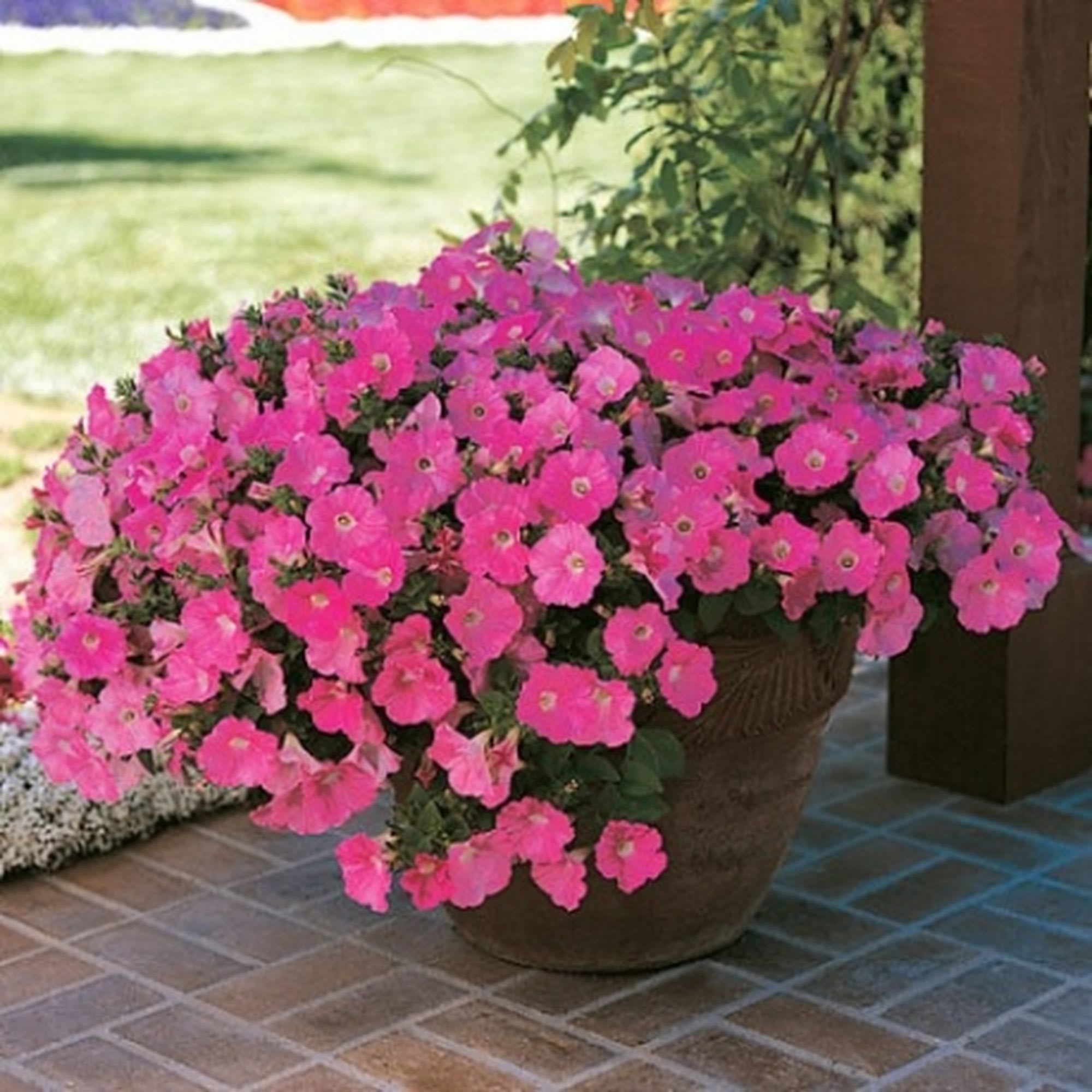 12710149 Рассада «Петуния Биг Тайм ампельная», 25x21 см Santreyd  - Вид №2