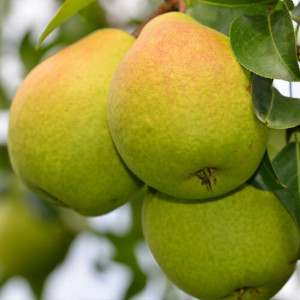 82596971 Груша «Гера» C4 высота 140 см