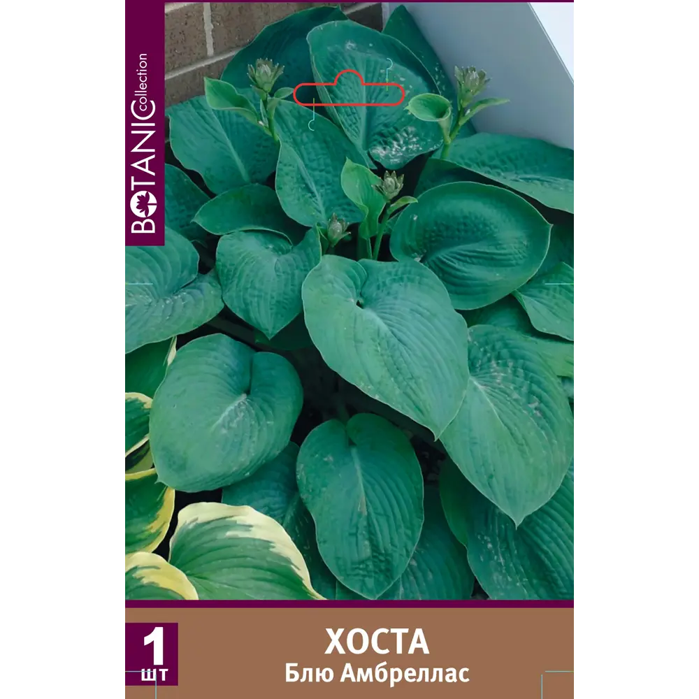 Хоста Блю Амбреллас луковицы 1 89451340 STLM-2018387 Santreyd 