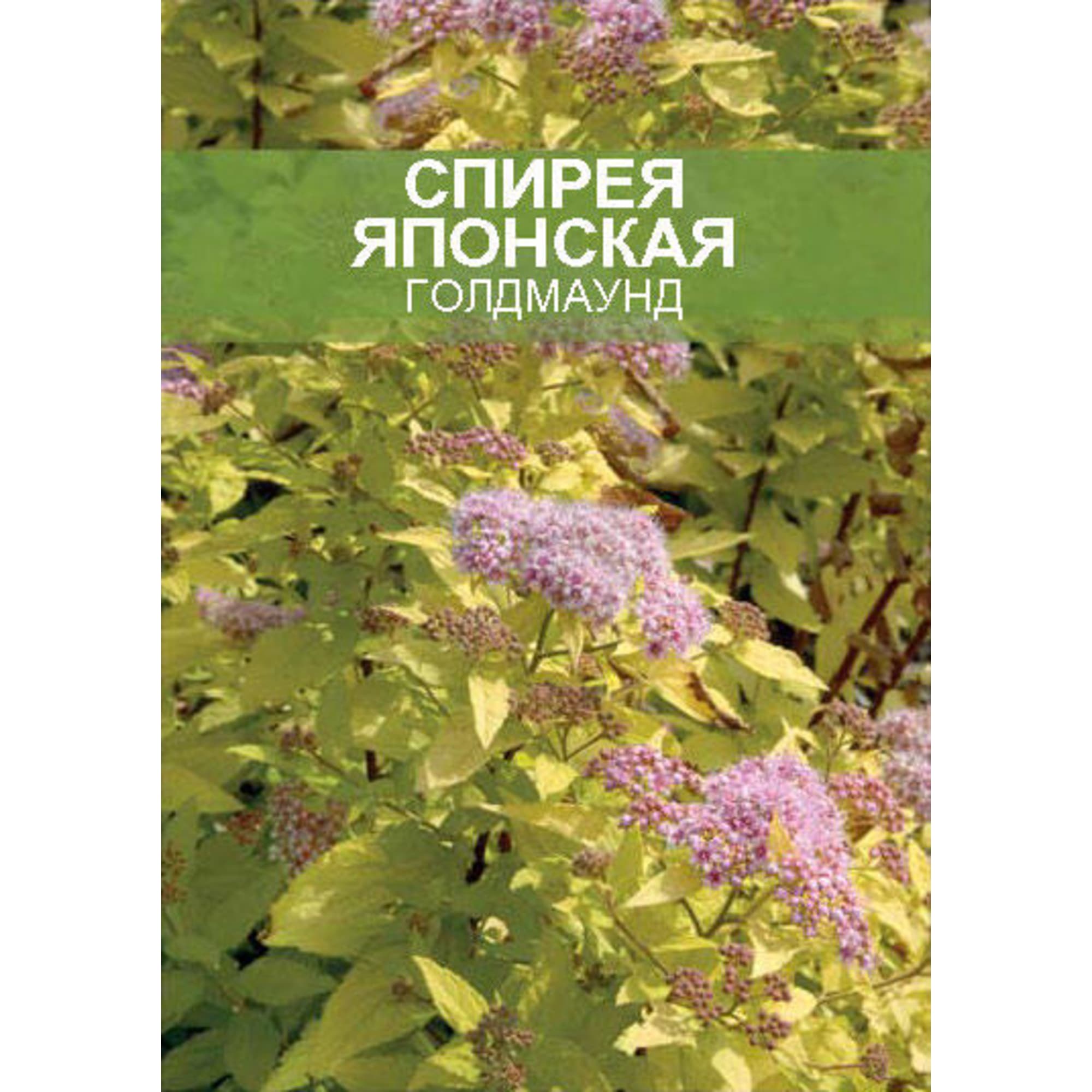 85670454 Спирея Гоулдмаунд ø15 h35 см Santreyd  - Вид №1