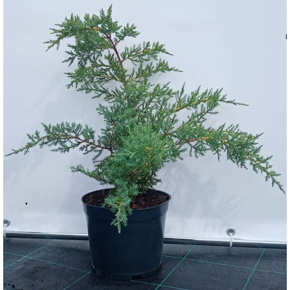 Можжевельник казацкий Рокери Джем ø19 см h40-60 см 85088128 STLM-2130489 Santreyd 