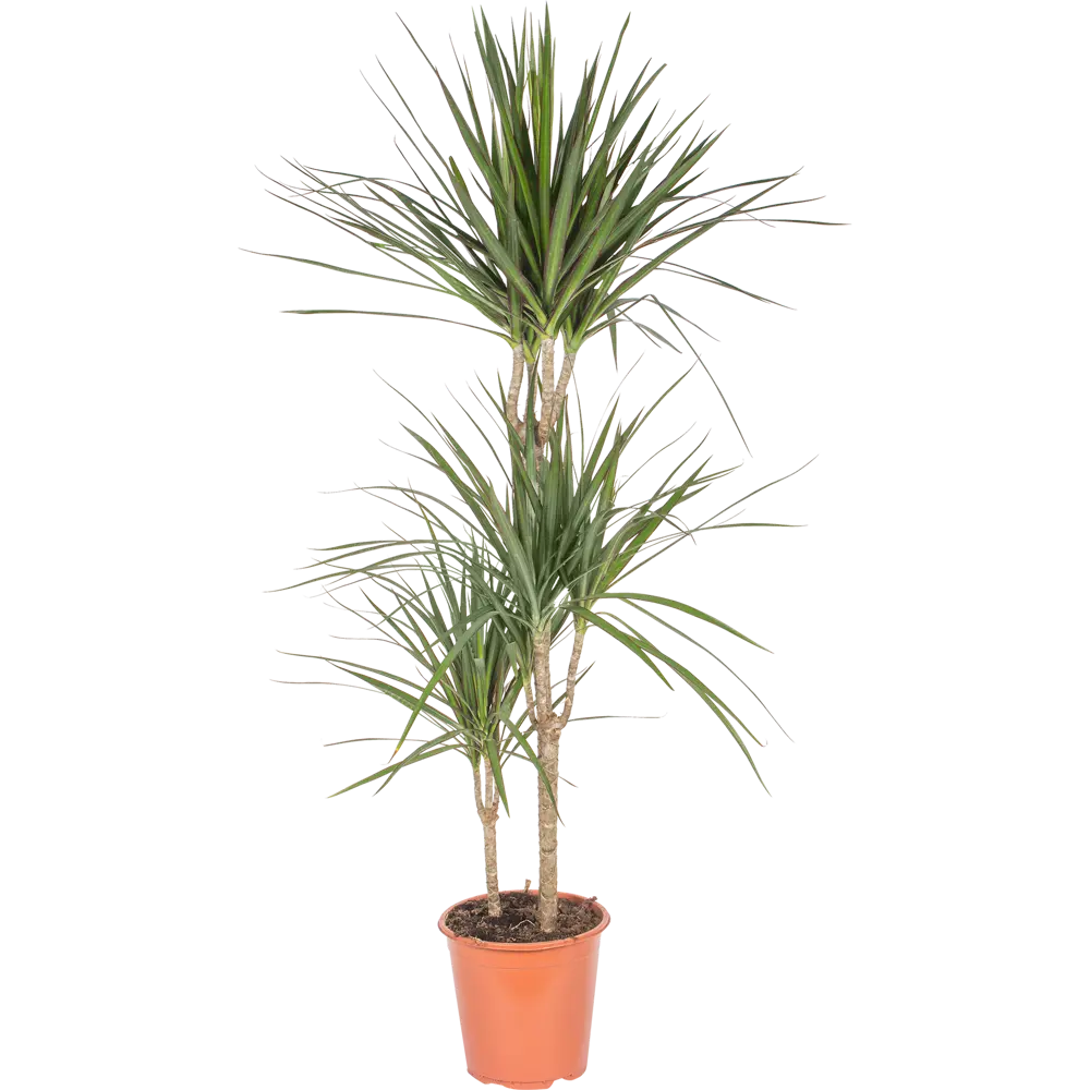 Santreyd Драцена Маргината — живое украшение интерьера с функцией очистки воздуха 14030956 STLM-0004200