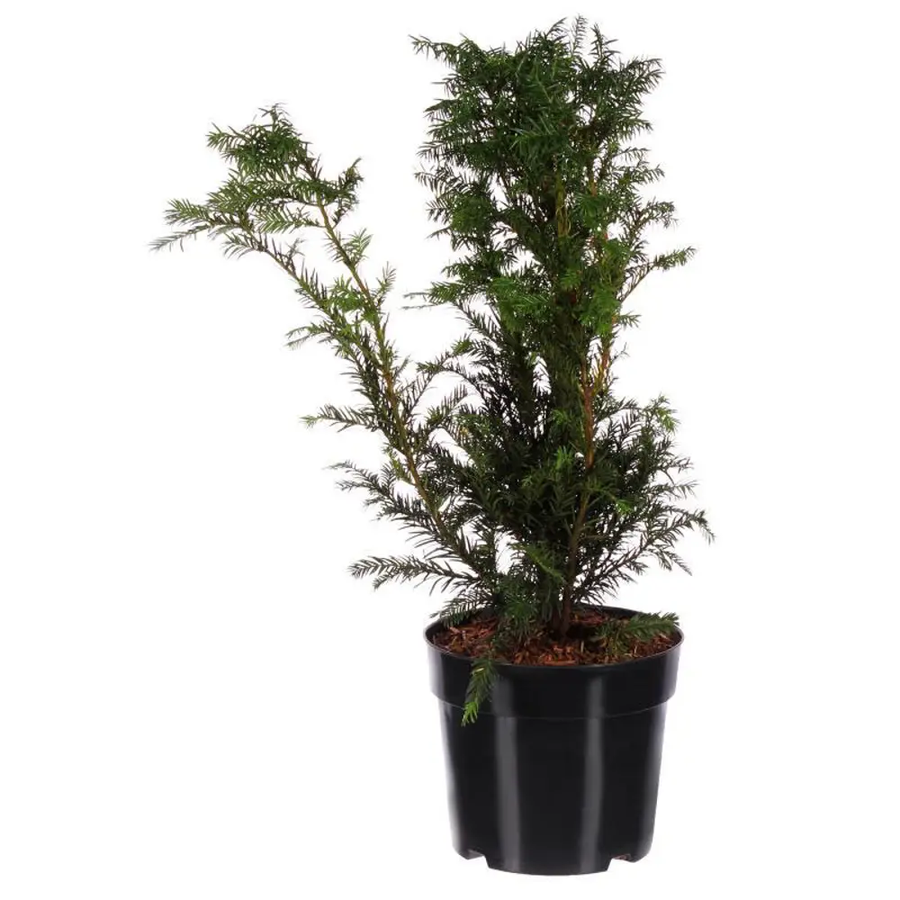 Тис средний Хикси ø22 h65 см 84834832 STLM-2091946 PLANTMARKET 