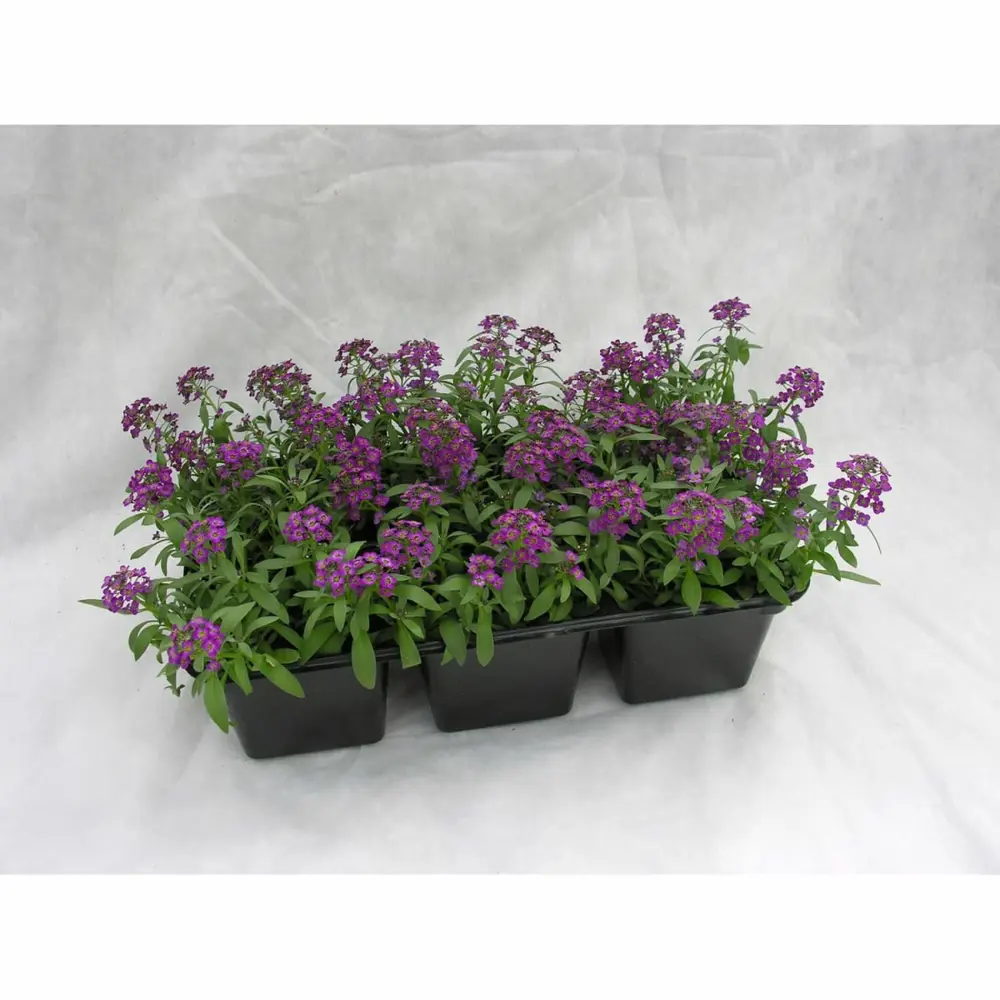 Алиссум микс h10 см 6 шт. 89421592 STLM-2182373 Santreyd 