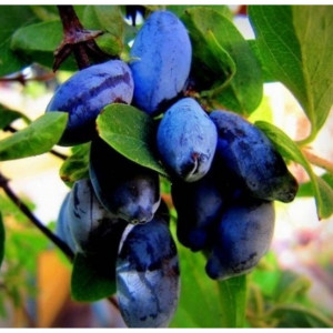 82597077 Жимолость плодовая «Бакчарский великан» C3 высота 50 см