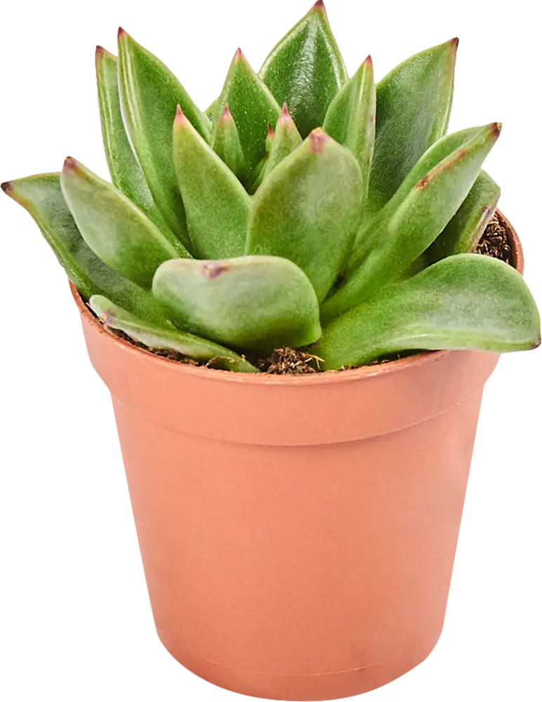 Santreyd Эхеверия Зонен - суккулент для стильного интерьера 82580051