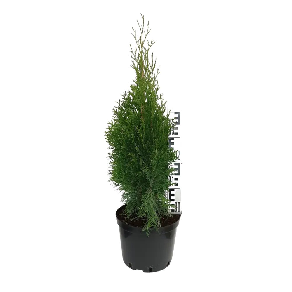 Туя западная Кубанский изумруд ø19 h30 см ГАВРИШ STLM-2093440