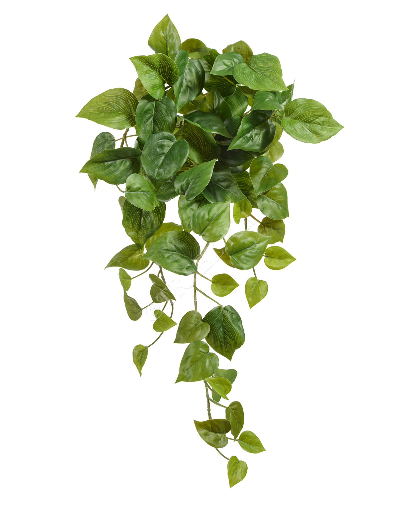 20.05200265N-L Филодендрон Сканденс ампельный Цветочная коллекция  - Вид №4