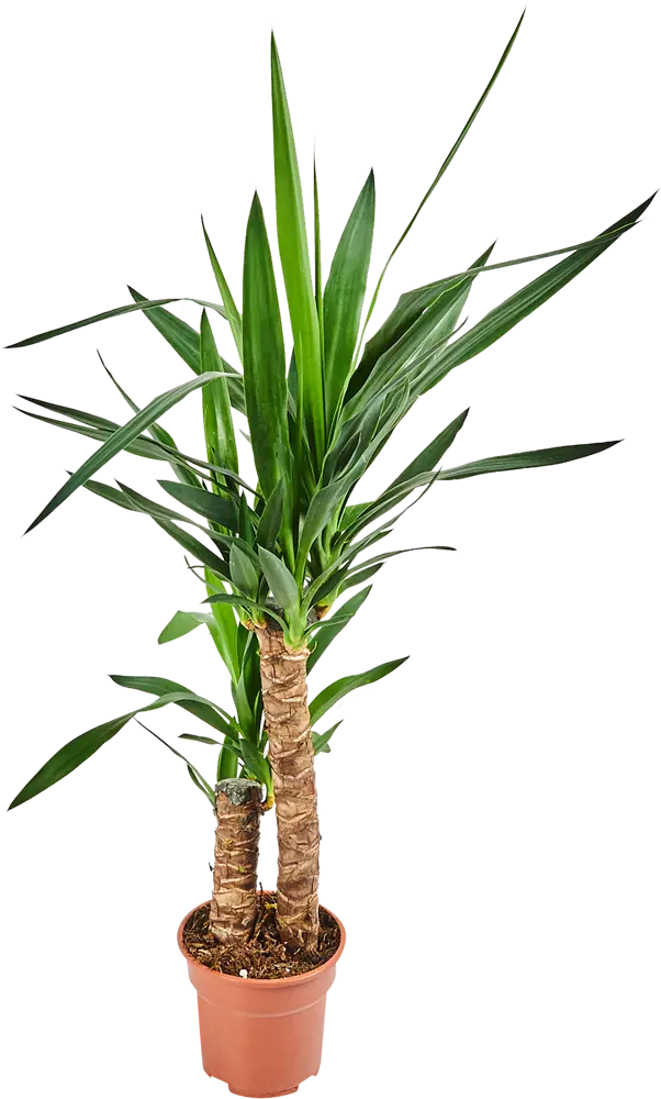 Юкка Santreyd - изящное комнатное растение с мечевидными листьями 82578562