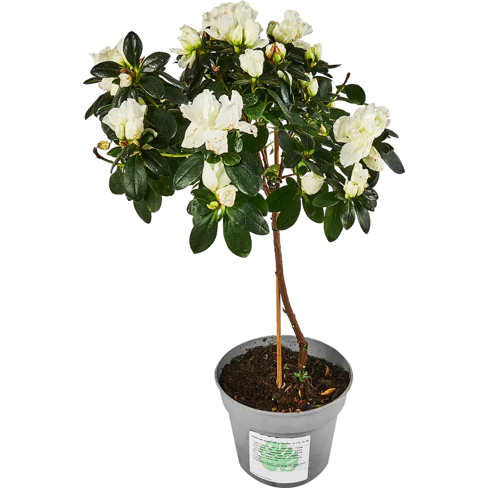 Santreyd Азалия микс - вечнозеленый кустарник с красными махровыми цветами 89352848 STLM-0949706 - Вид №2