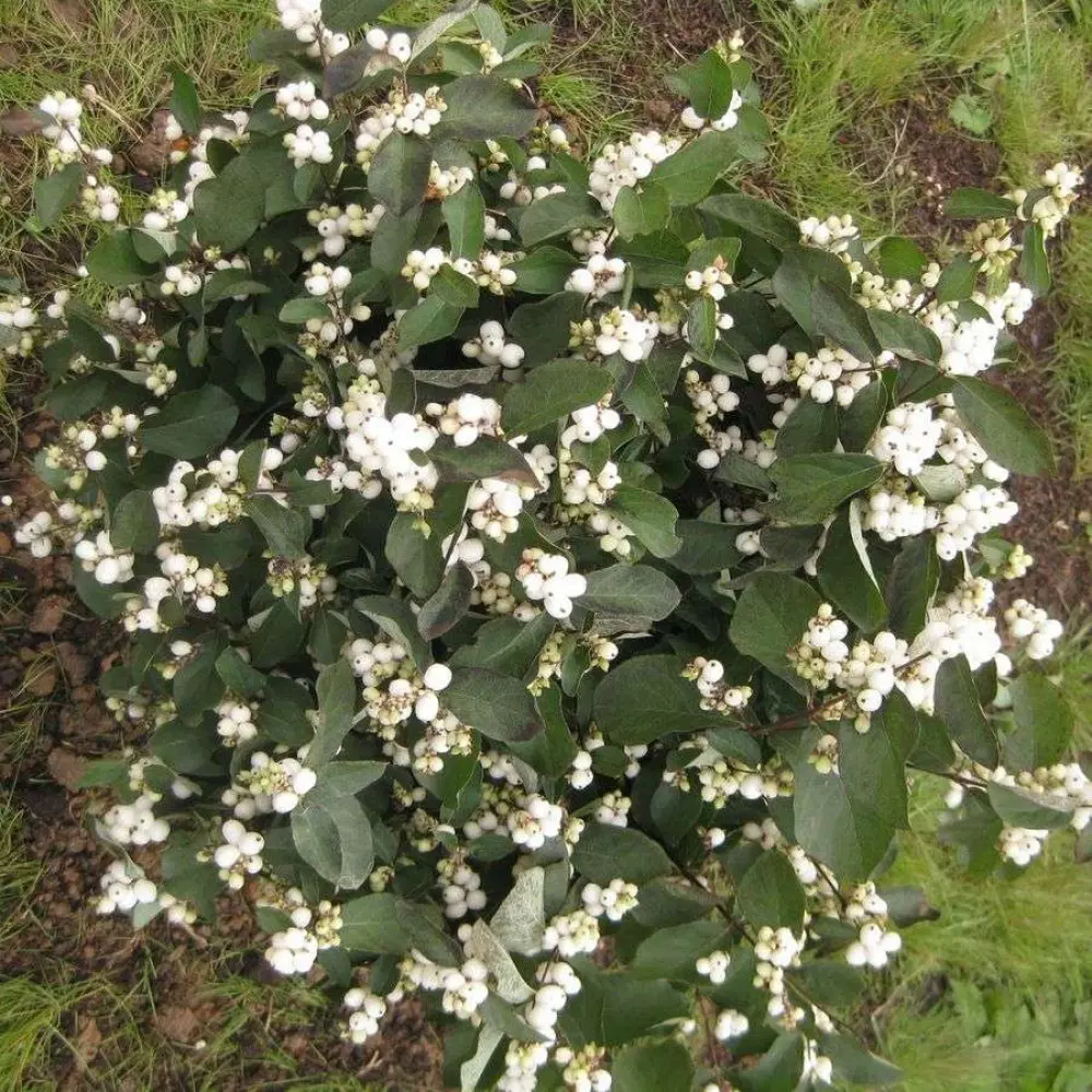 Снежноягодник белый ø15 h35 см 89365292 STLM-2004748 PLANTMARKET 