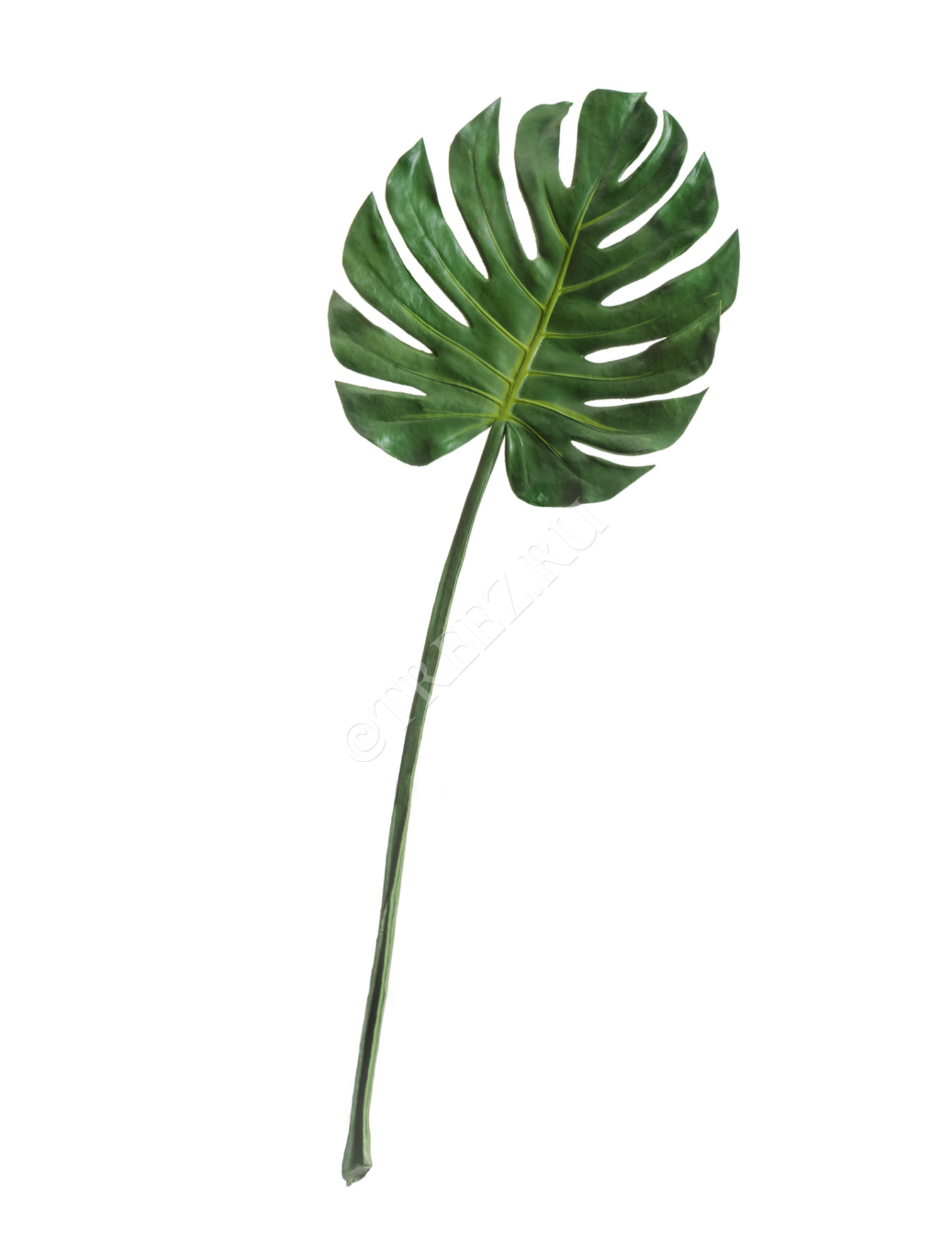 30.03180275_MDP Лист Монстеры насыщенно-зелёный Цветочная коллекция 