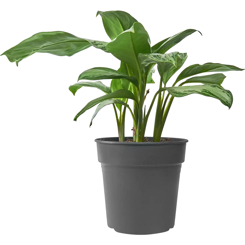 Santreyd Аглаонема Сильвер Росток - комнатное растение с серебристыми листьями 84587060 STLM-0052401 - Вид №1