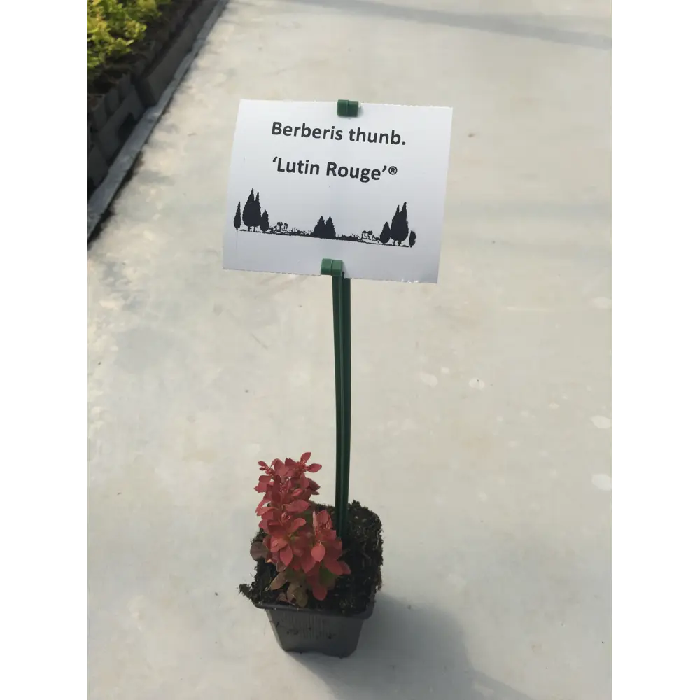 Santreyd Барбарис Тунберга Лютин Руж — декоративный кустарник с яркой листвой 89363699 STLM-1519019