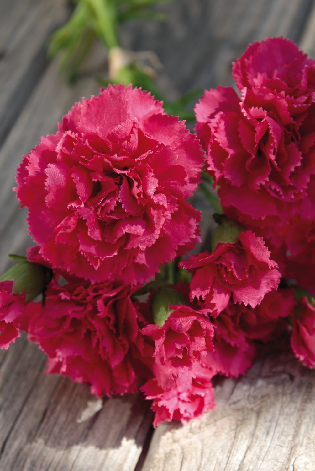 3516 420 a2 Гвоздика искусственная, 30 см, вишня H-andreas  - Вид №1