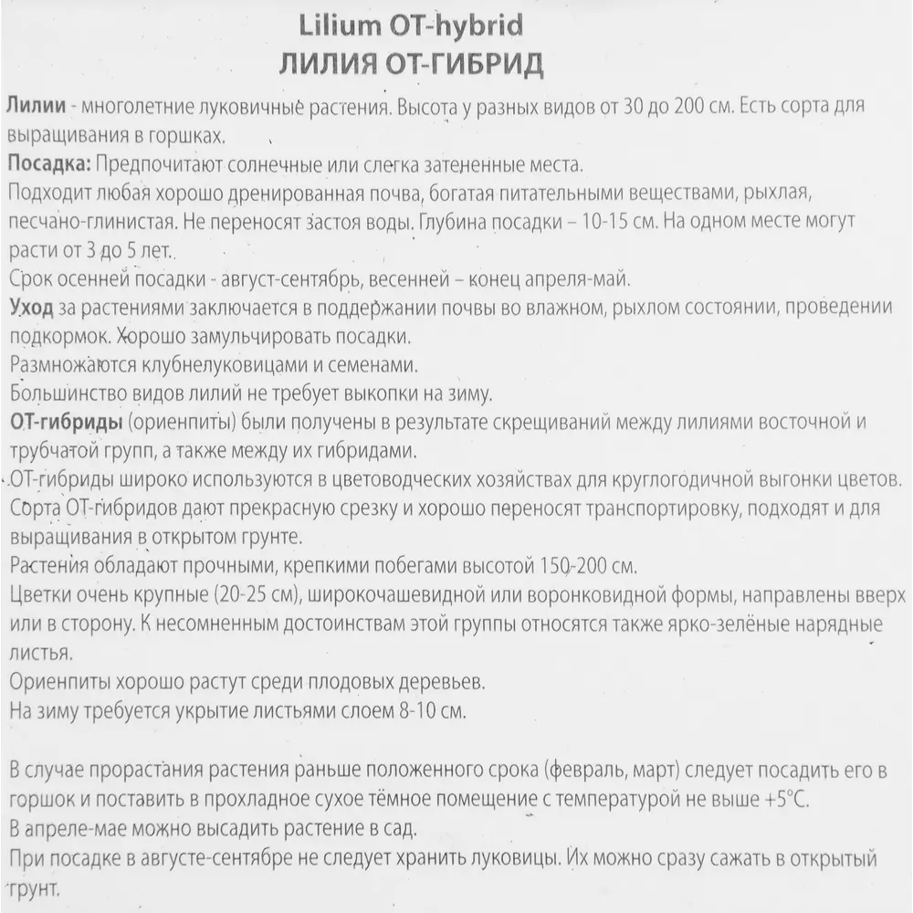 Лилия от-гибрид Холланд Бьюти 85205719 STLM-2022761 ПОИСК  - Вид №2