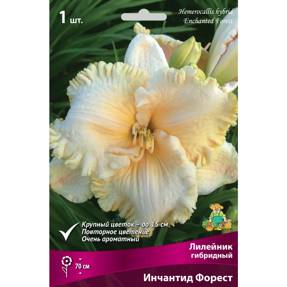 Santreyd Лилейник Инчантид Форест - кремовый ароматный многолетник 82661826 STLM-1426229