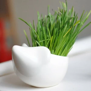 Набор для выращивания eco "Ёжик" ЭКОЧЕЛОВЕКИ  254569 Белый