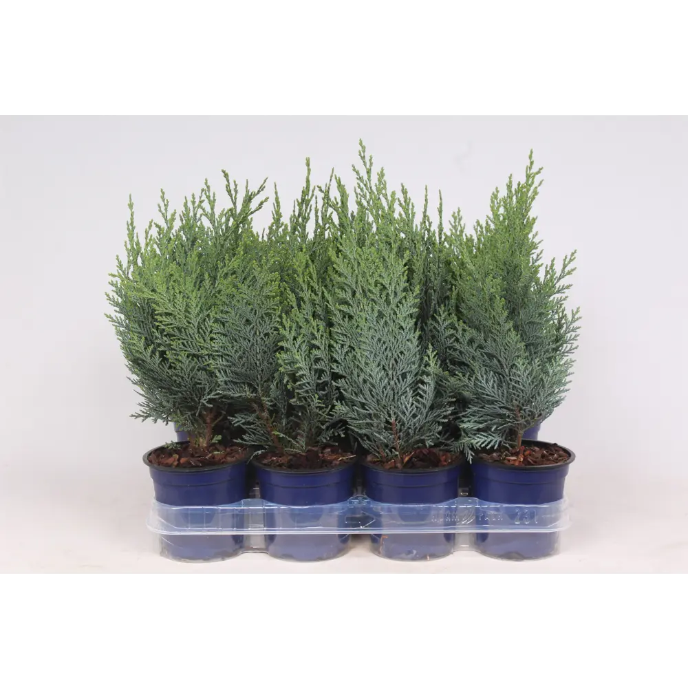 Santreyd Кипарисовик Лавсона Коллумнарис - вечнозеленый хвойный кустарник 89367668 STLM-1347263