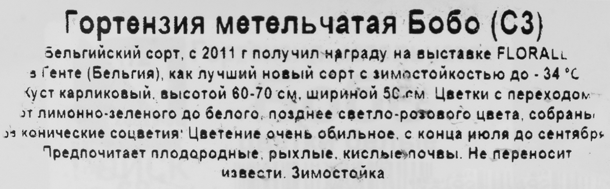 Гортензия метельчатая Бобо Santreyd - карликовый сорт с наградой 82585339 STLM-0030695 - Вид №2