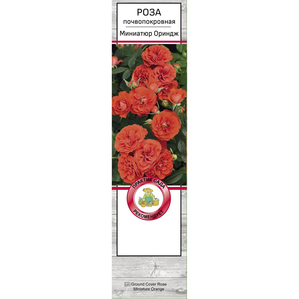 Роза почвопокровная Миниатюр ориндж h37 см 83786612 STLM-2156646 Santreyd  - Вид №1
