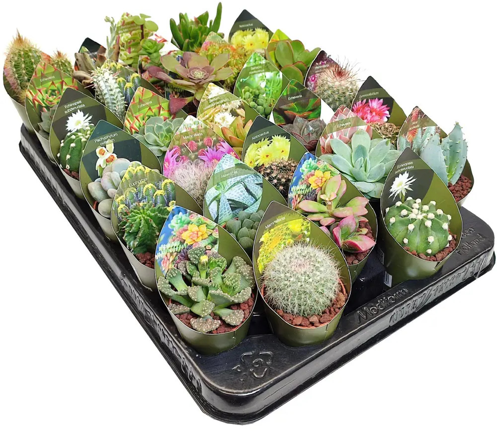 Santreyd Микс кактусов и суккулентов в горшке 88477121