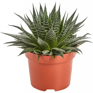 82850437 Алоэ Аристата 17х22 см