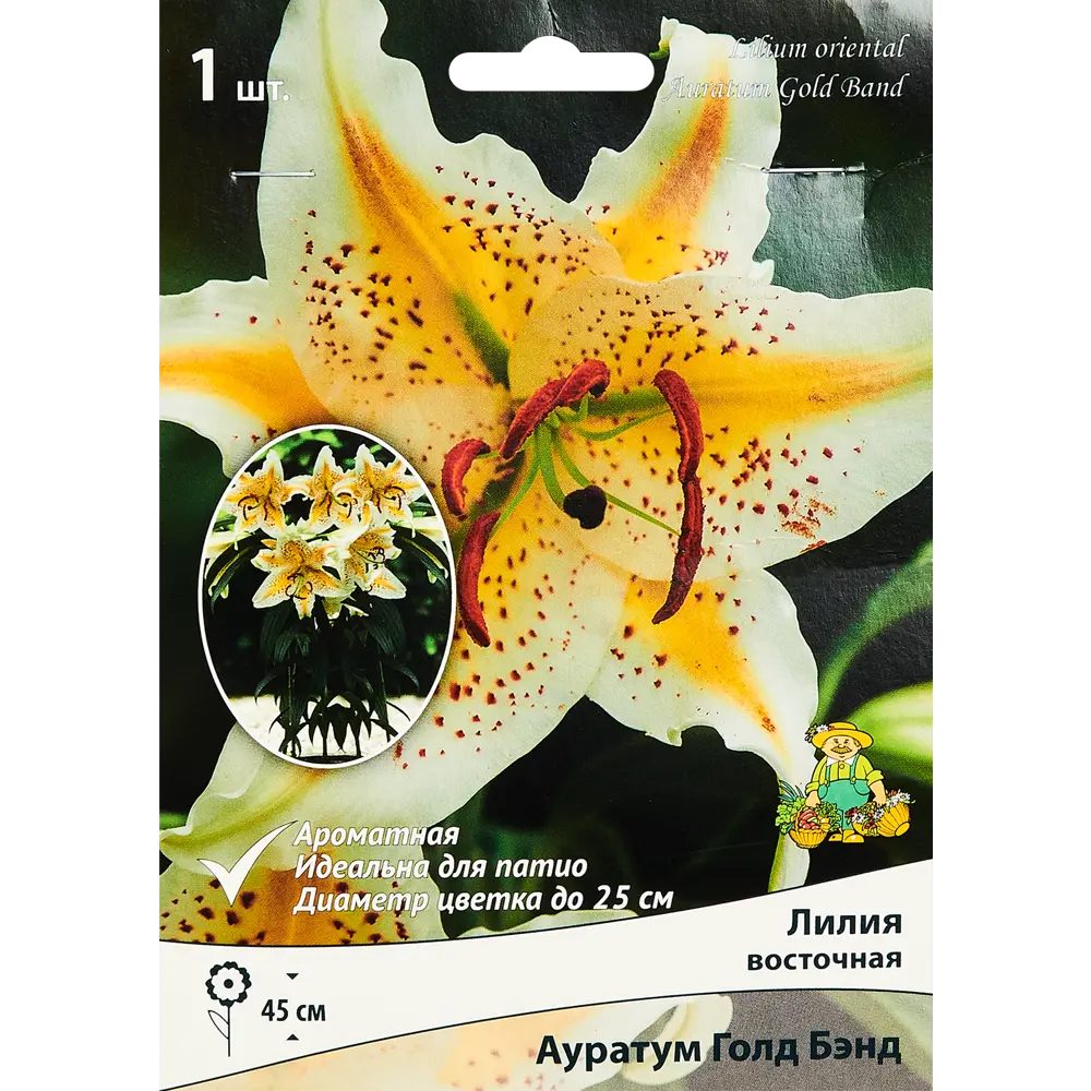 Лилия восточная Ауратум Голд Бэнд ПОИСК STLM-2018319