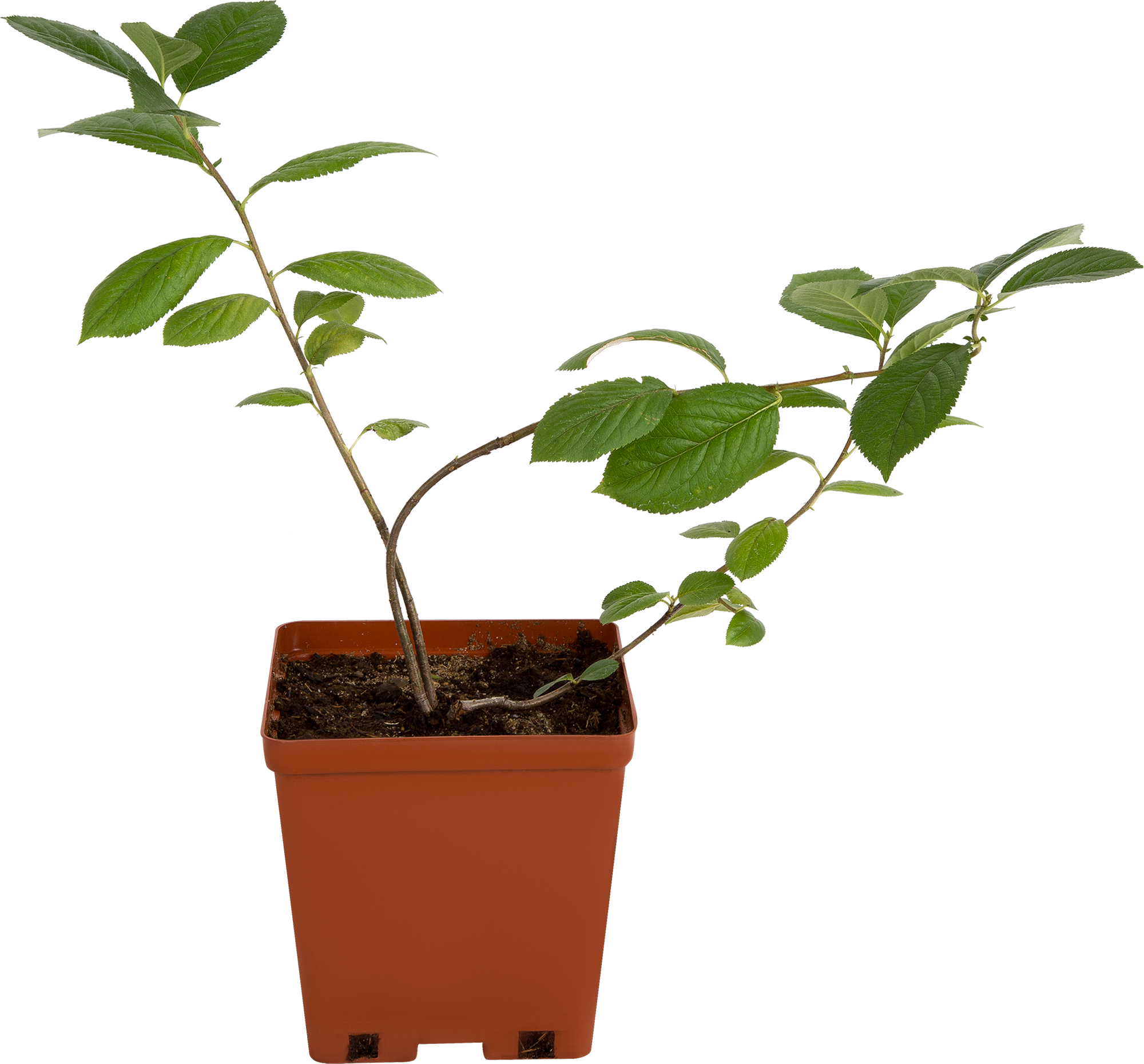 Саженец рябины черноплодной Santreyd - терпкие ягоды для консервации 81954939 STLM-0015231