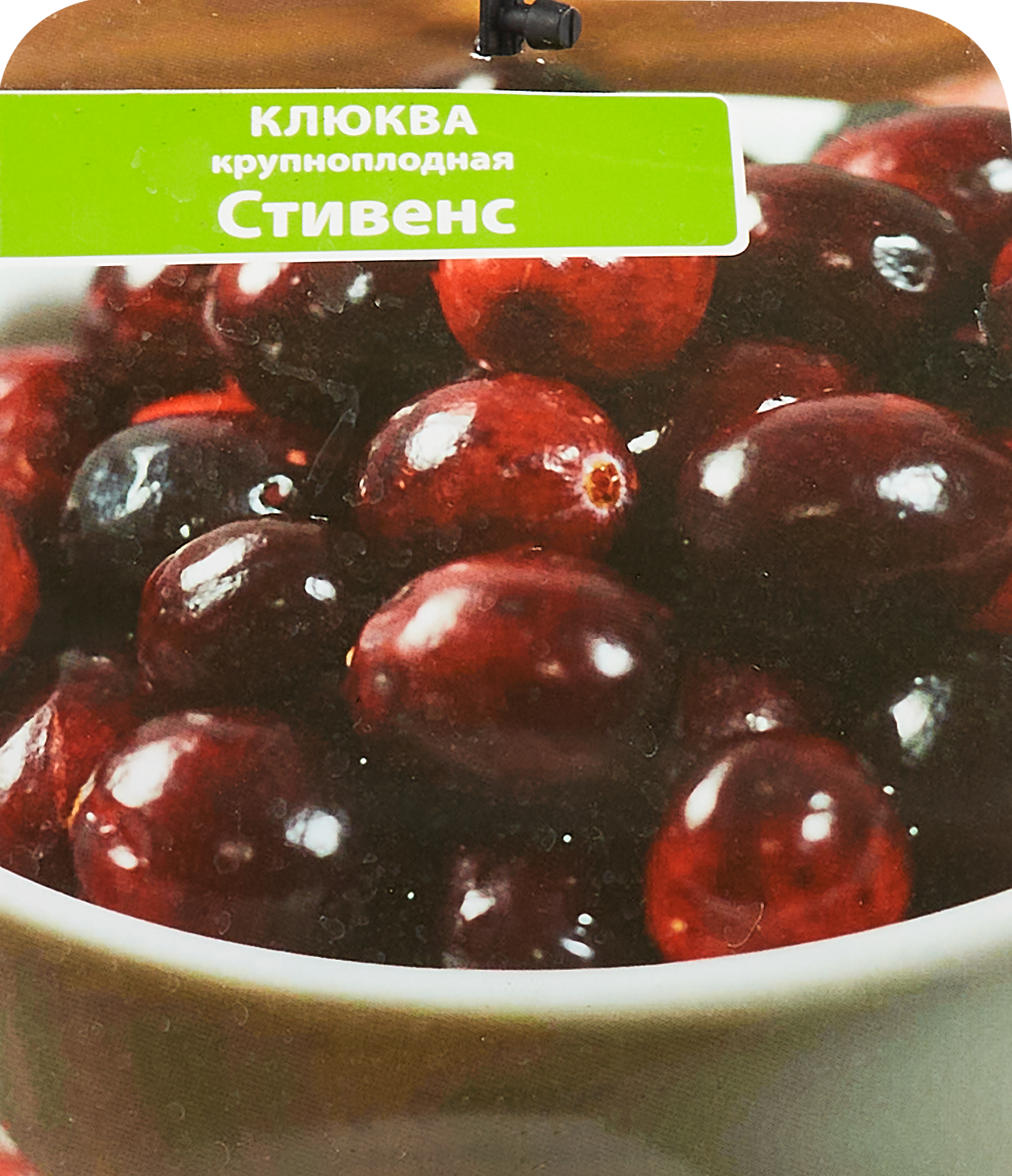 Клюква Стивенс Santreyd — морозостойкий саженец с обильным урожаем 85325517