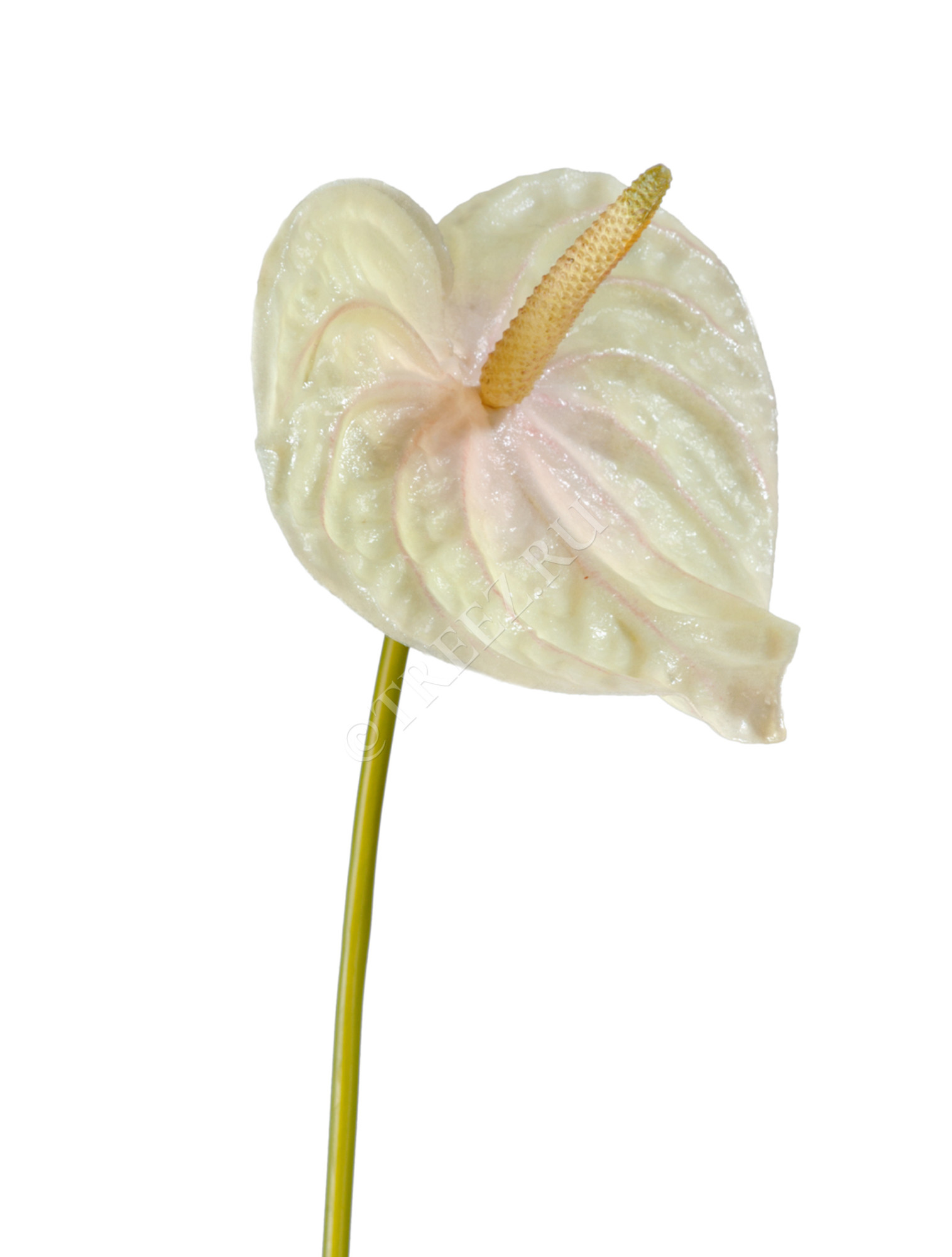 30.03070039/1 Антуриум св.зелёный с розовым Цветочная коллекция 