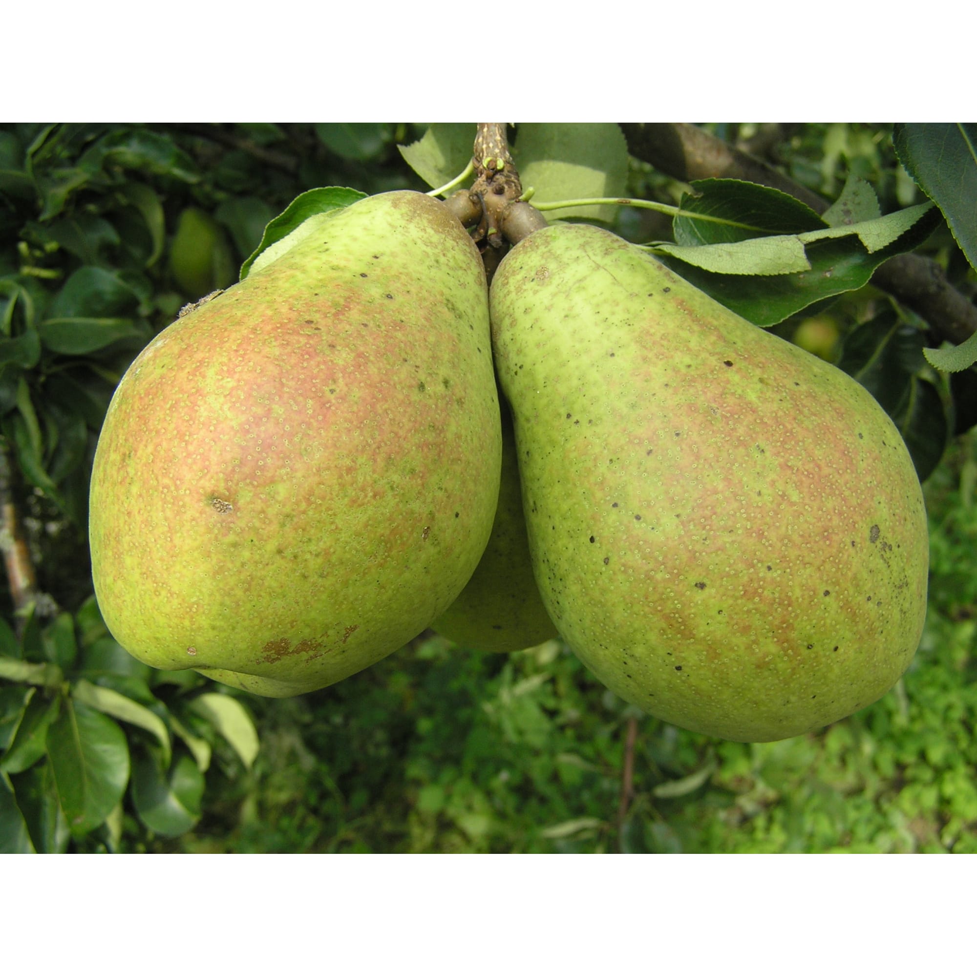 82596982 Груша «Память Жегалова» C4 высота 140 см Santreyd  - Вид №3